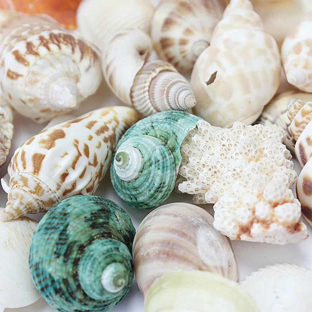 100g Seashell Set Mixed Shells Hole Jewelry Home Decoration Gift Box Seashells Craft Aquarium Home Decor (Random Pattern)