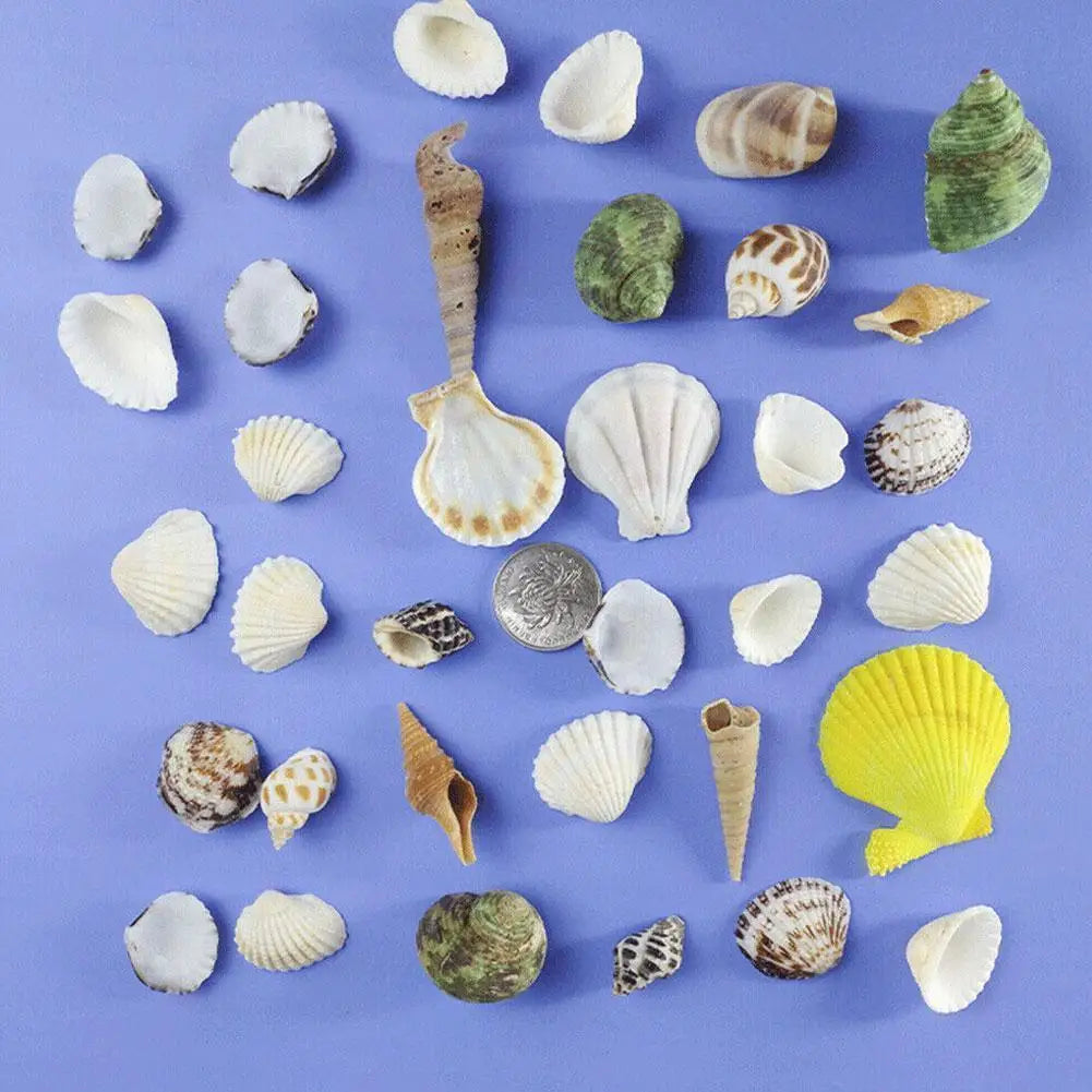 100g Mixed Sea Beach Shells Crafts Seashells Aquarium Decor Photo Props shell coquillage home decoration accessories