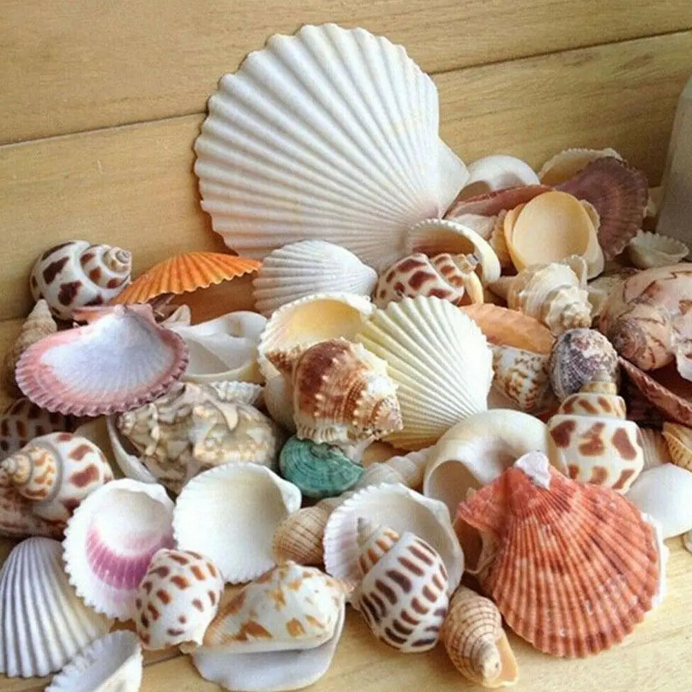 100g Mixed Sea Beach Shells Crafts Seashells Aquarium Decor Photo Props shell coquillage home decoration accessories