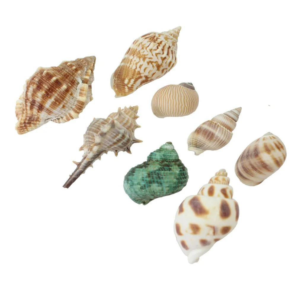 100G Sea Shell Decor Set Colorful Seashells for Craft Jewelry Beach Theme Decoration Gift Box