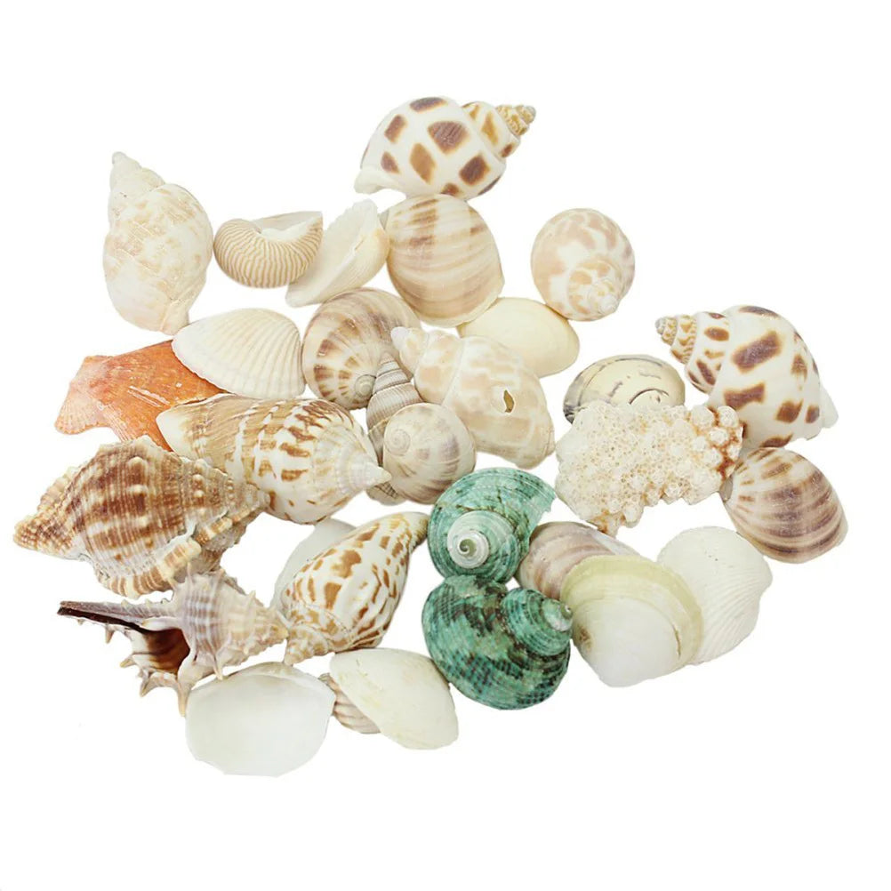 100G Sea Shell Decor Set Colorful Seashells for Craft Jewelry Beach Theme Decoration Gift Box